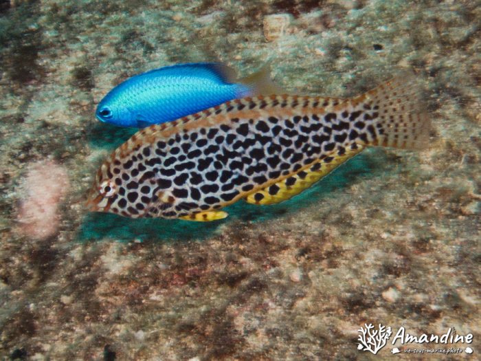 Macropharyngodon meleagris