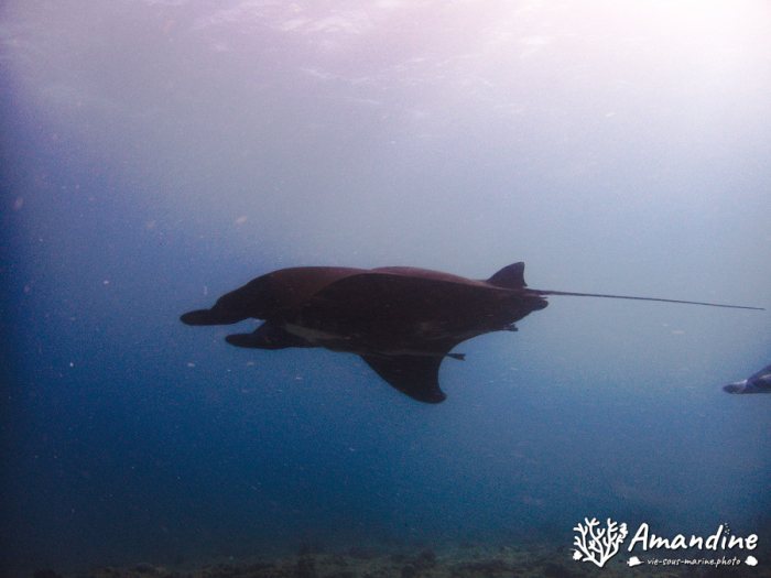 Mobula alfredi