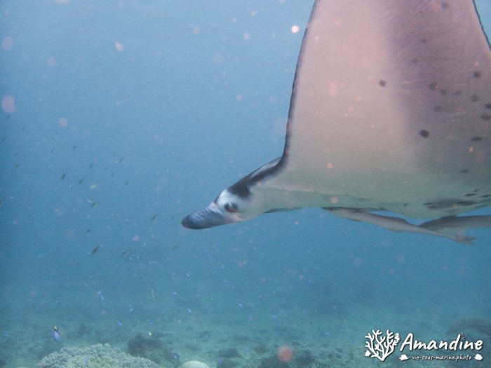 Mobula alfredi