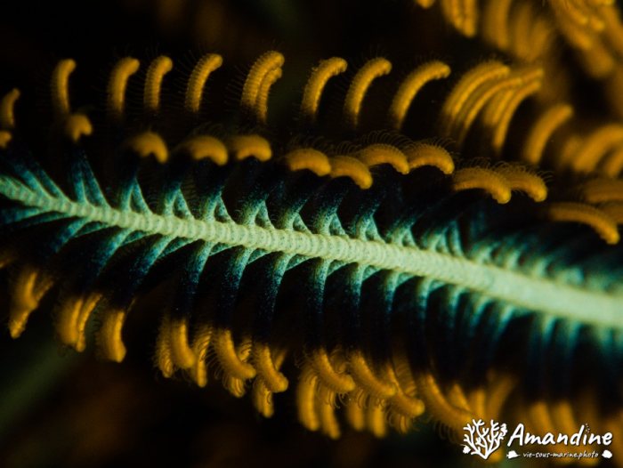 Anneissia (Oxycomanthus) bennetti