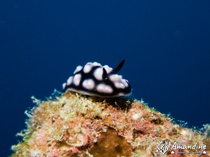 Phyllidiella pustulosa