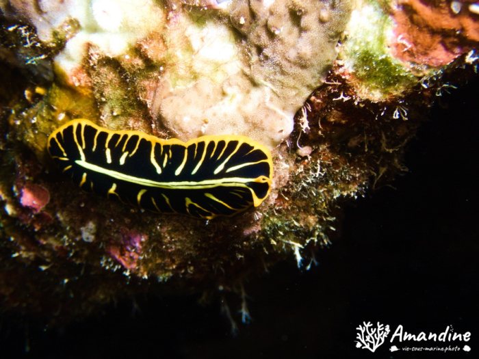 Pseudoceros cf. dimidiatus
