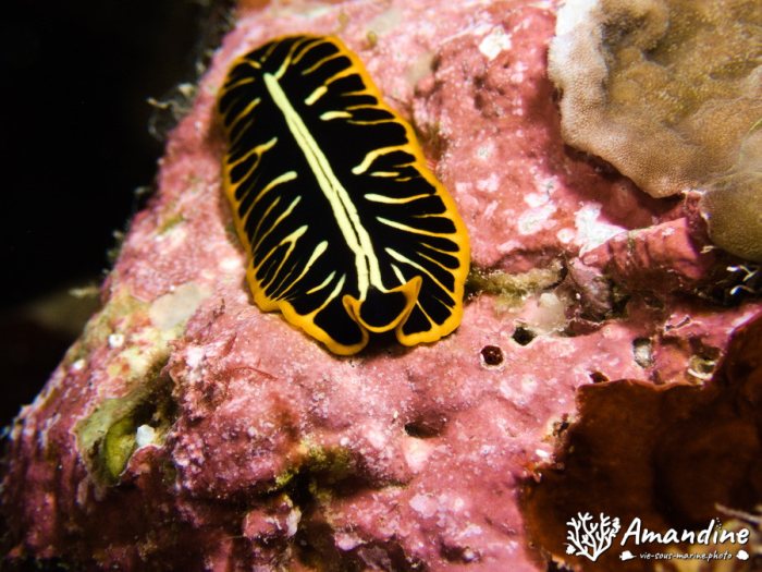 Pseudoceros cf. dimidiatus
