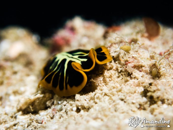 Pseudoceros cf. dimidiatus