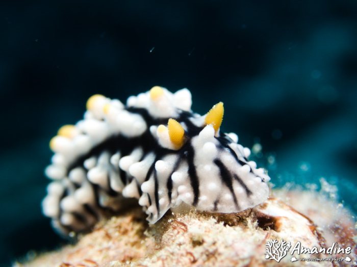 Phyllidia carlsonhoffi