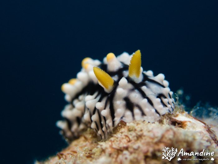 Phyllidia carlsonhoffi