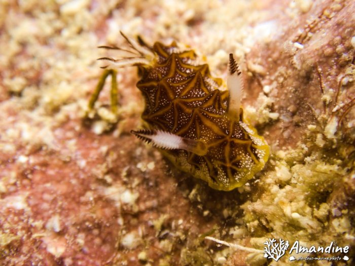 Halgerda tessellata