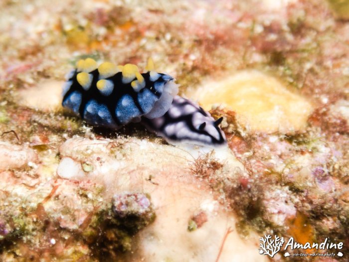 Phyllidia carlsonhoffi