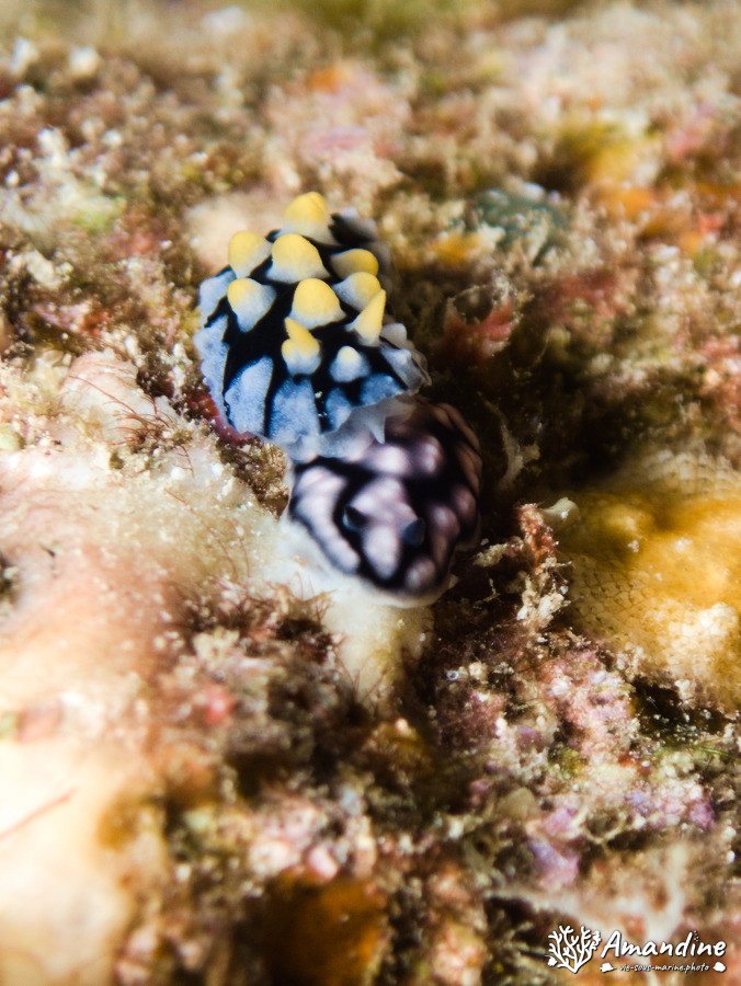 Phyllidia carlsonhoffi