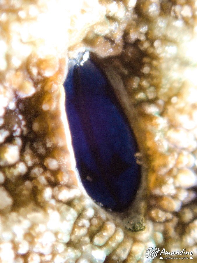 Pyrgomatidae sp.