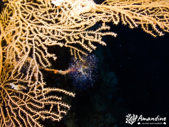 Bryozoaire
