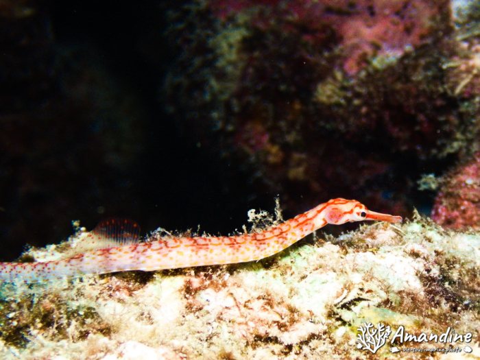 Poisson-pipe
