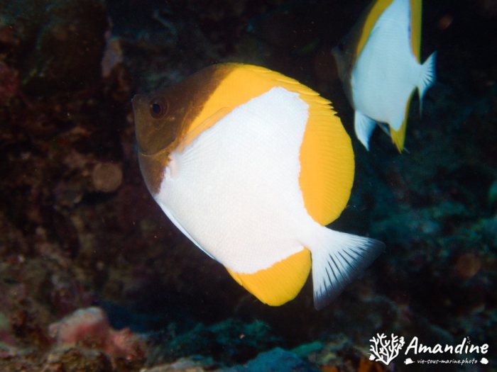 Hemitaurichthys polylepis