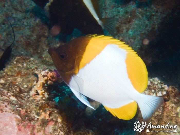 Hemitaurichthys polylepis