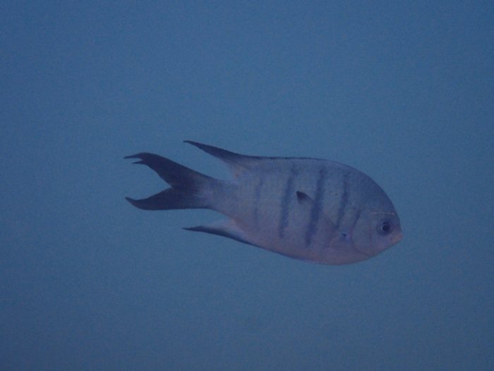 Abudefduf whitleyi
