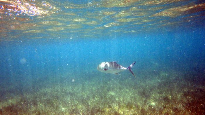 Caranx melampygus