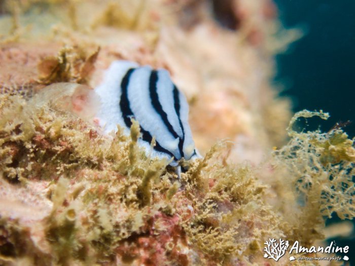 Phyllidiopsis xishaensis