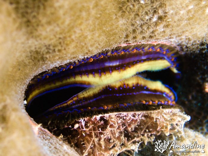 Bivalve