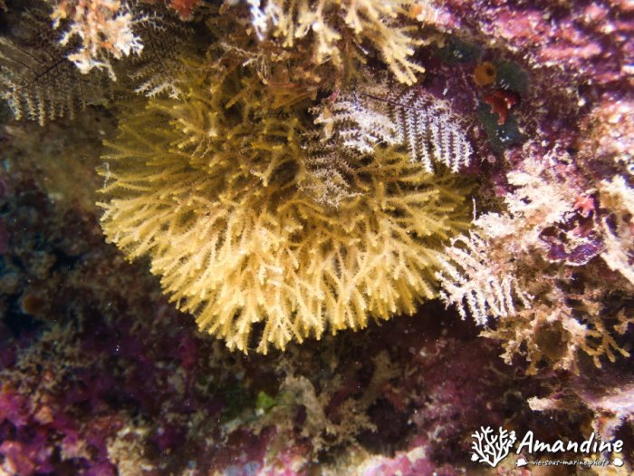 Bryozoaire