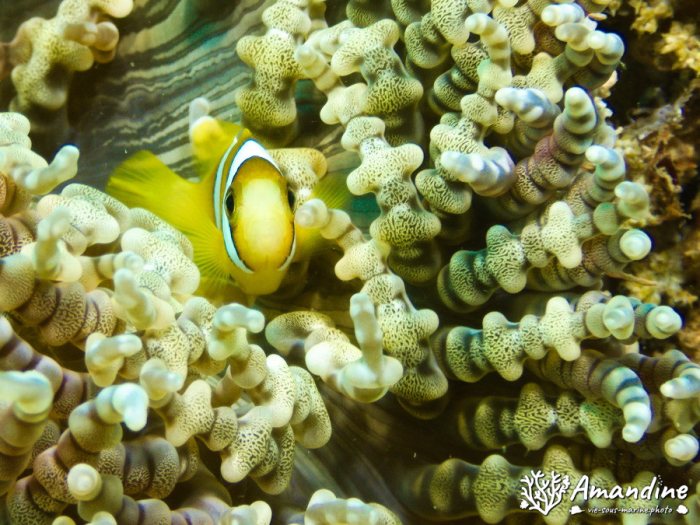 Amphiprion clarkii