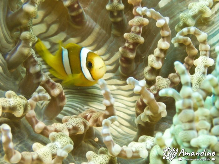 Amphiprion clarkii