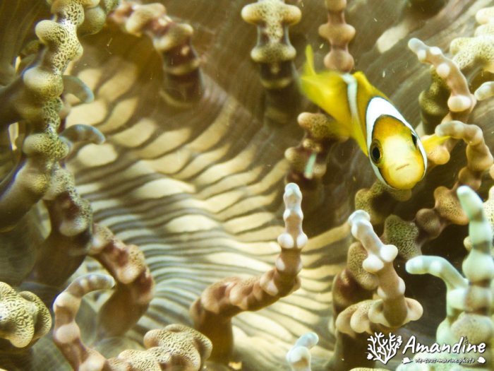 Amphiprion clarkii
