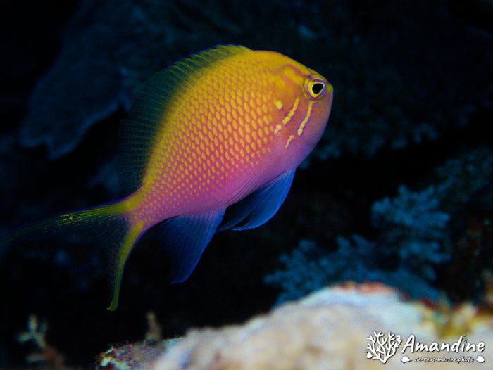Pseudanthias pascalus