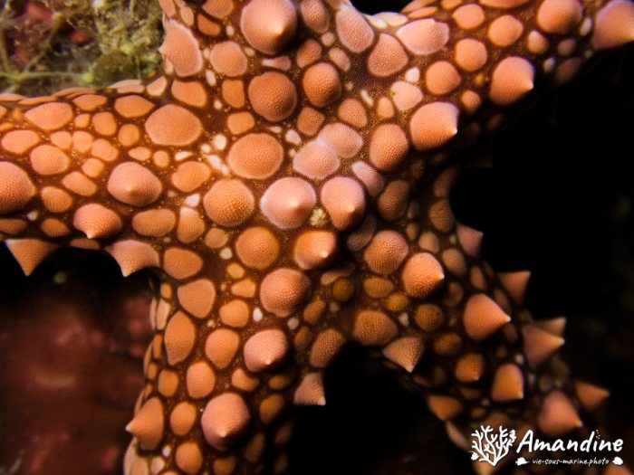 Gomophia egyptiaca