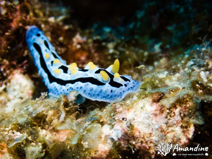 Phyllidia coelestis