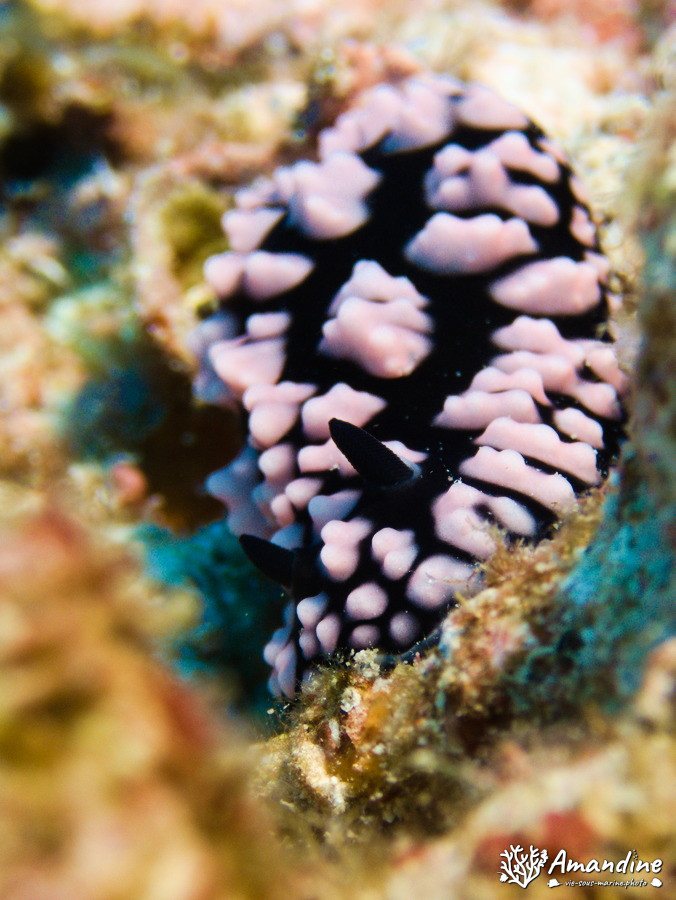 Phyllidiella pustulosa