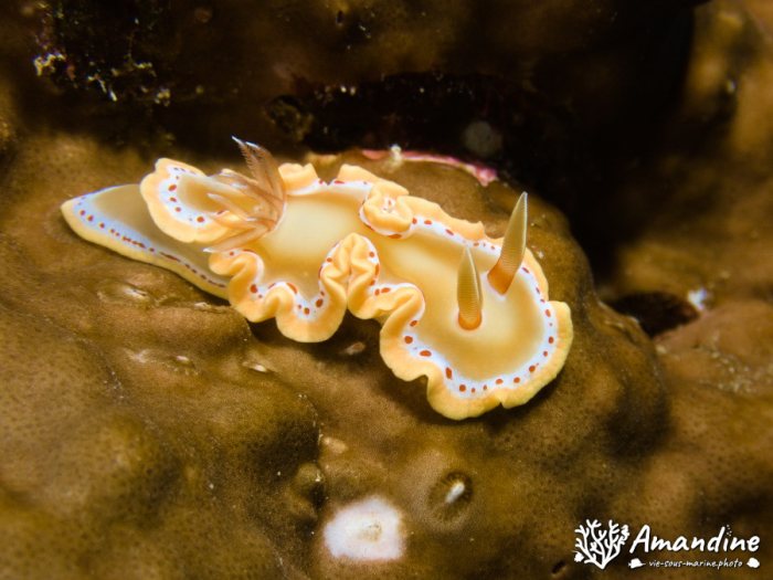 Ardeadoris cruenta