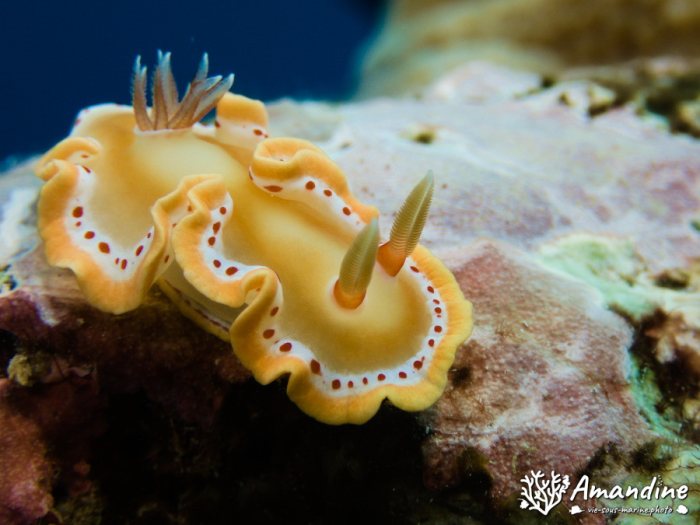 Ardeadoris cruenta