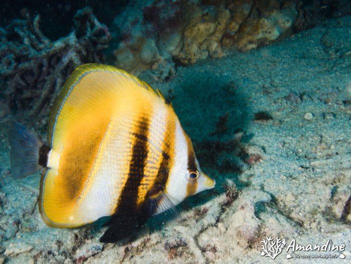 Coradion altivelis