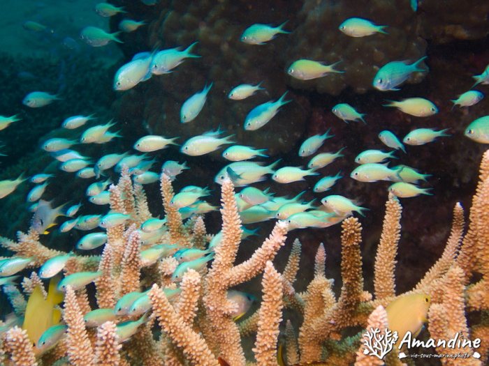 Chromis viridis