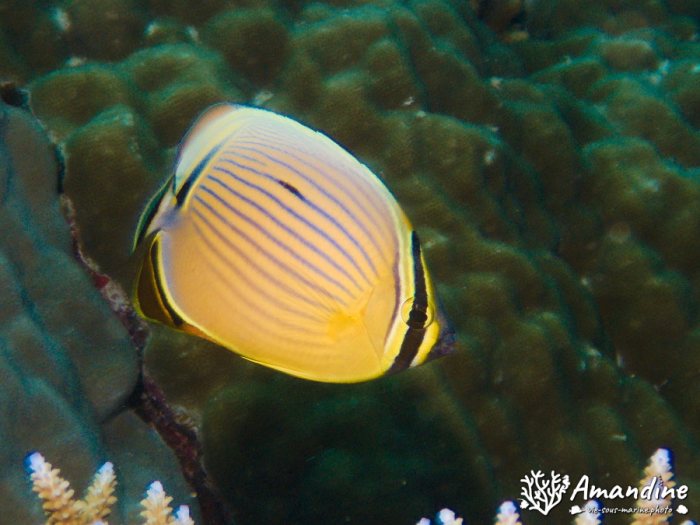 Chaetodon lunulatus