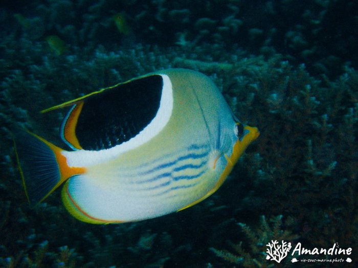 Chaetodon ephippium