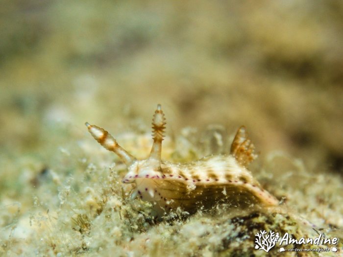 Hypselodoris maculosa