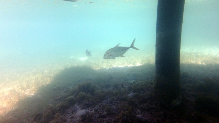 Caranx papuensis
