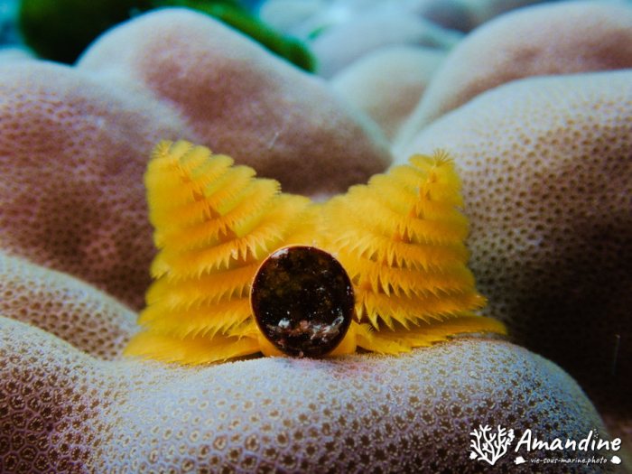 Spirobranchus corniculatus