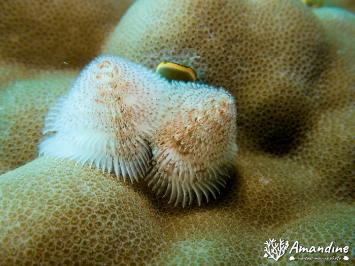 Spirobranchus corniculatus