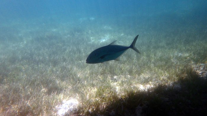 Caranx papuensis