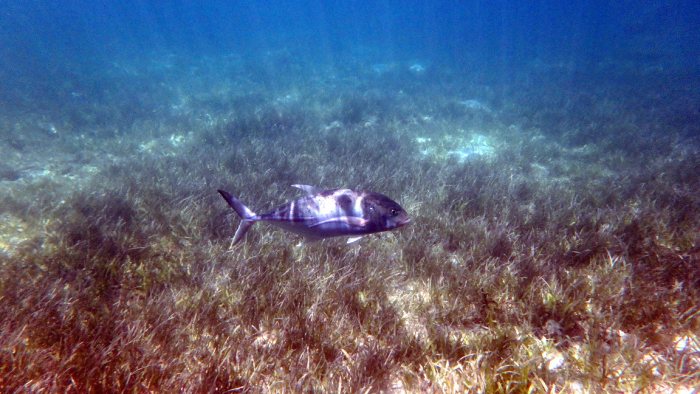 Caranx papuensis