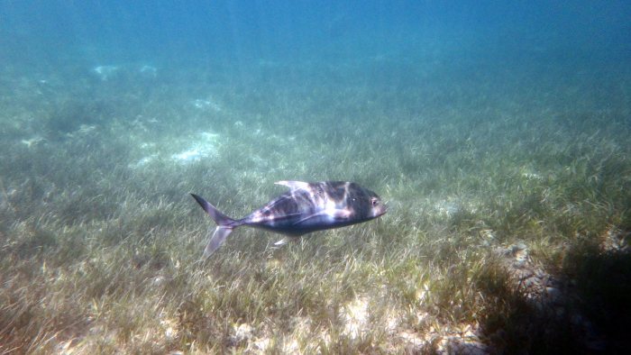 Caranx papuensis