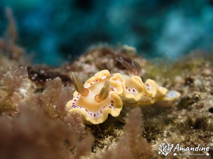 Ardeadoris cruenta