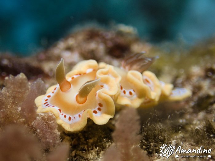 Ardeadoris cruenta