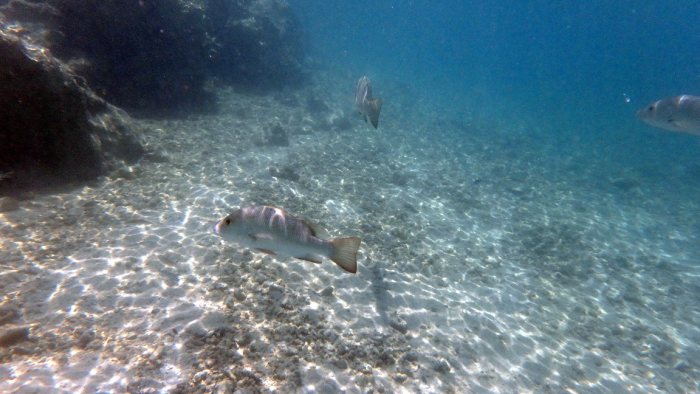Poissons osseux