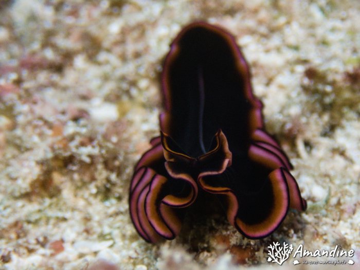 Pseudobiceros gloriosus