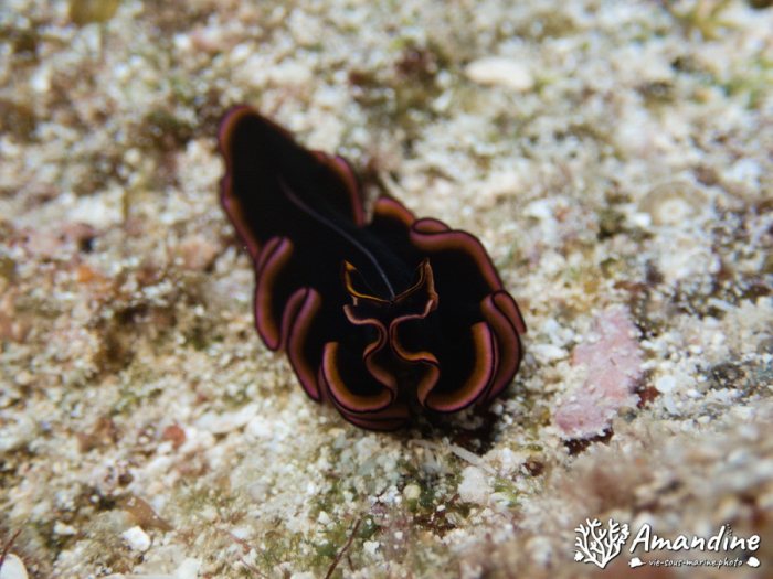 Pseudobiceros gloriosus