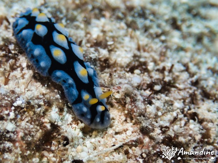 Phyllidia carlsonhoffi