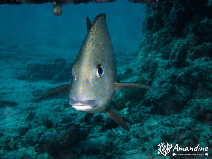 Poissons osseux